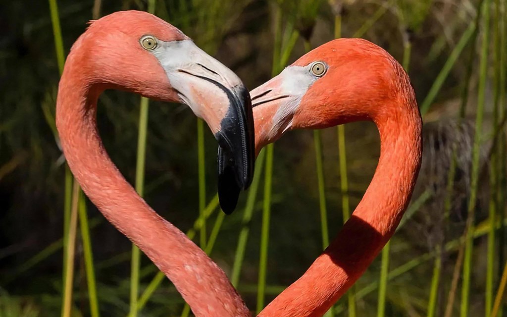 Flamingos at the San Diego Zoo