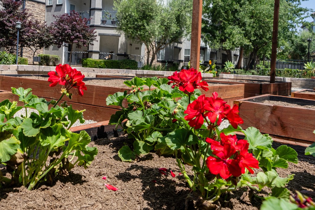 red flowers in a garden in front of an apartment building