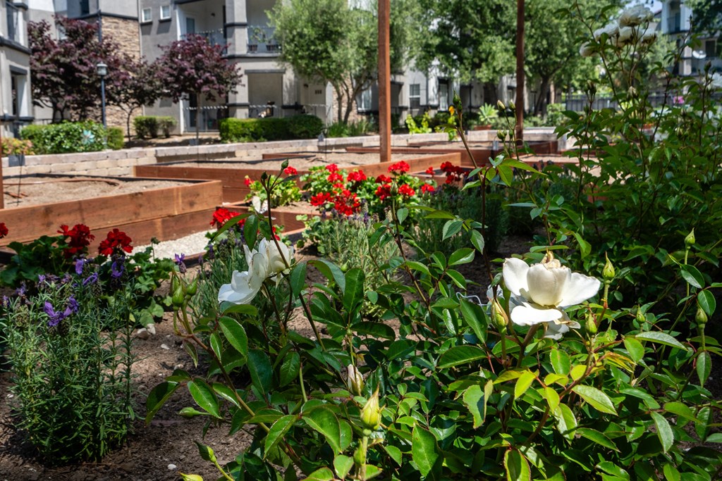 a garden with white flowers and red and blue flowers