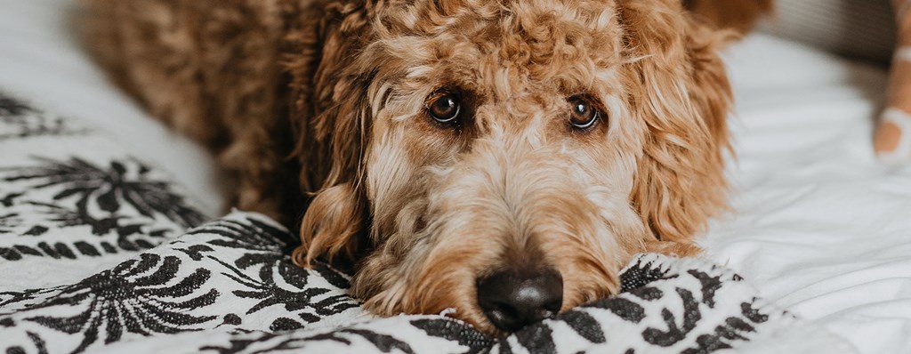 a brown dog laying on a bed with a black and white blanket