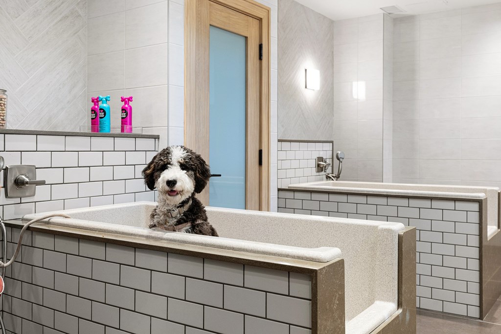 Pet spa with tiled washing stations where furry friends can enjoy a bath