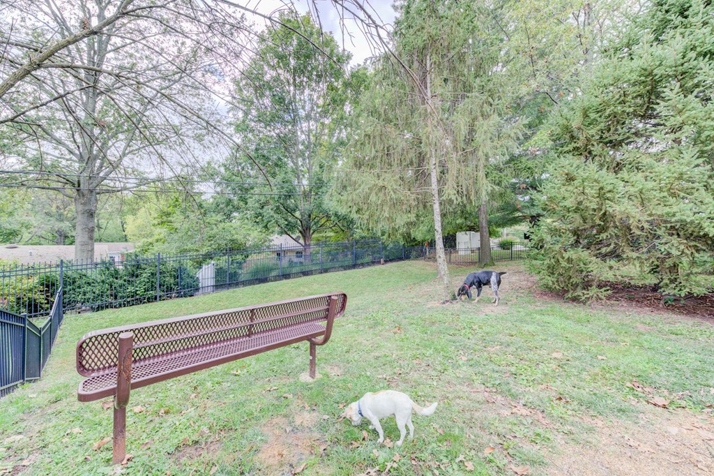 a couple of dogs are standing in a field