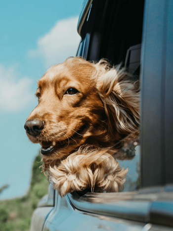 A dog with a golden coat is looking out of a vehicle.