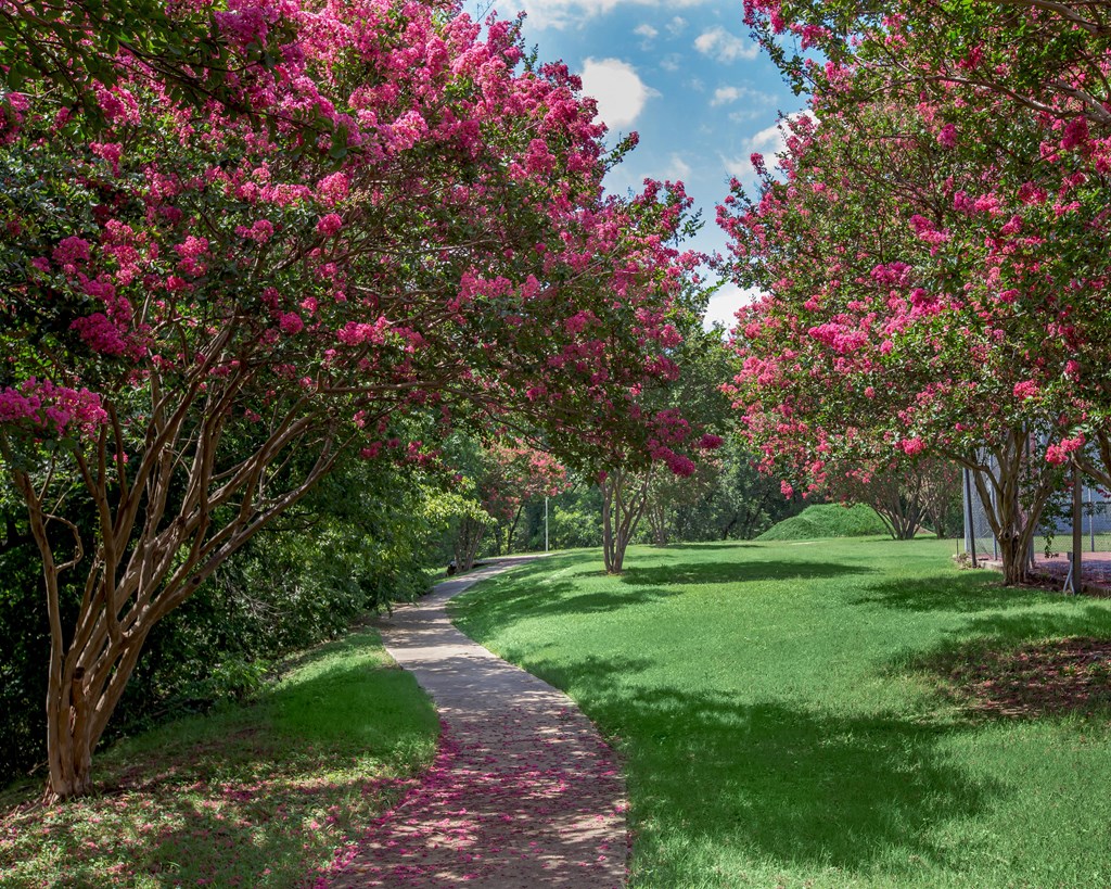 a path in a park with pink flowering trees