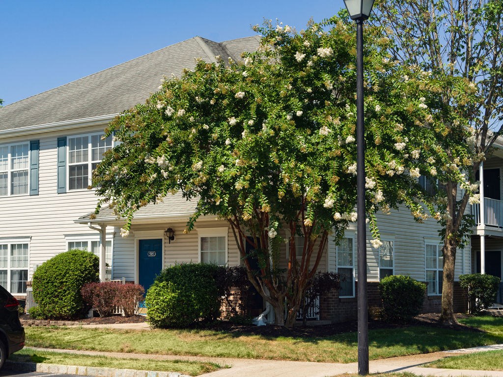 a large flowering tree in front of a house