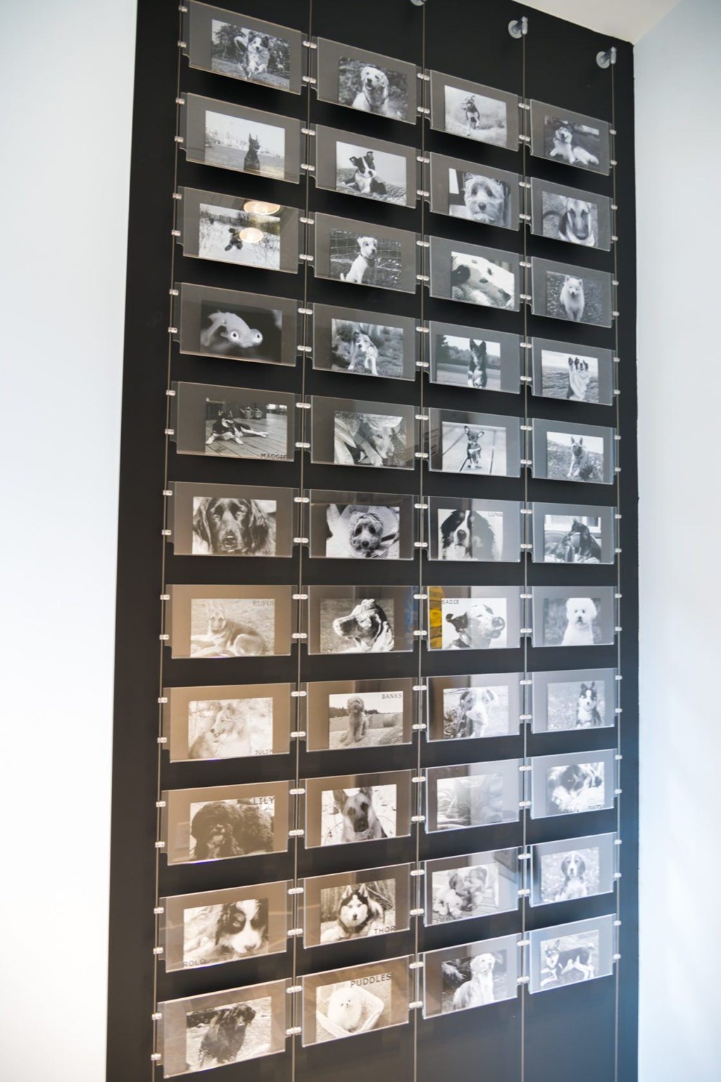 A wall of black and white photos.