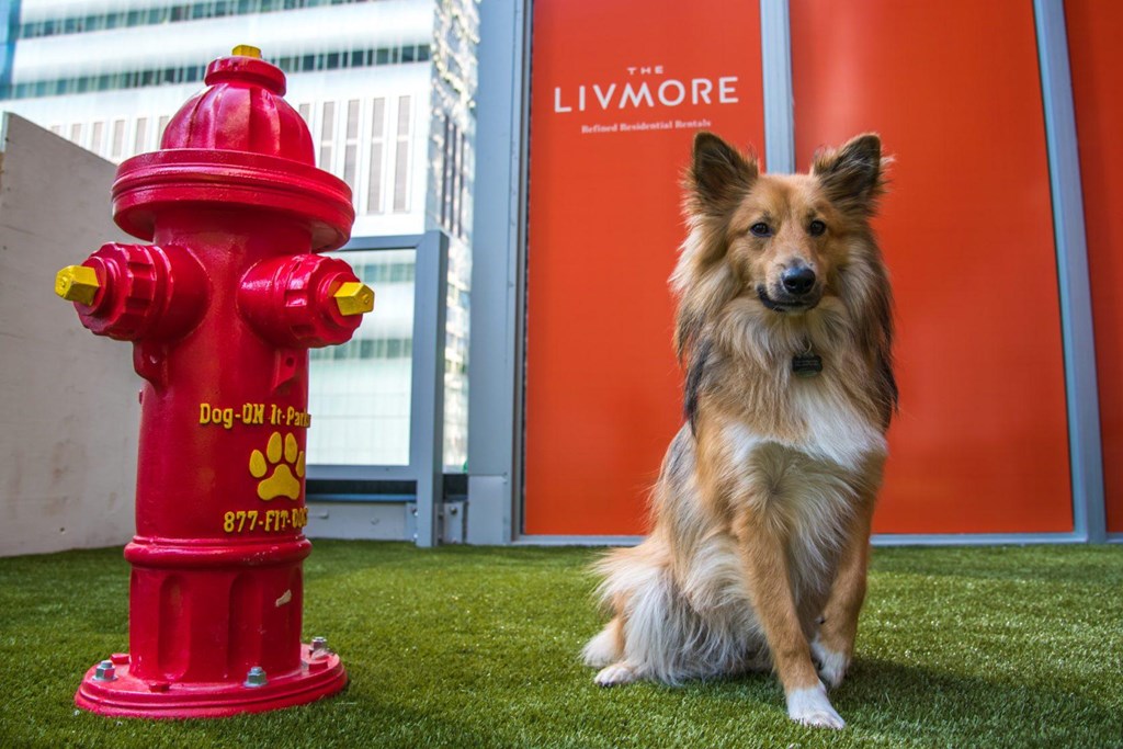 A dog sits next to a red fire hydrant with a paw print and phone number on it.