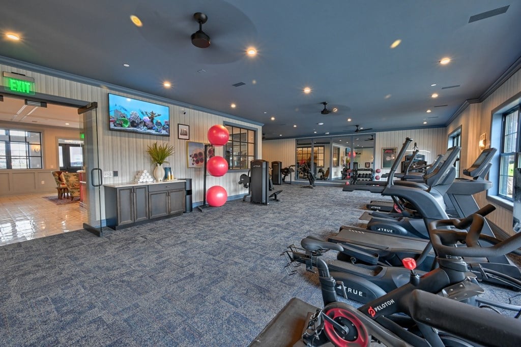 A gym with a row of treadmills on the right and a green plant on the left.