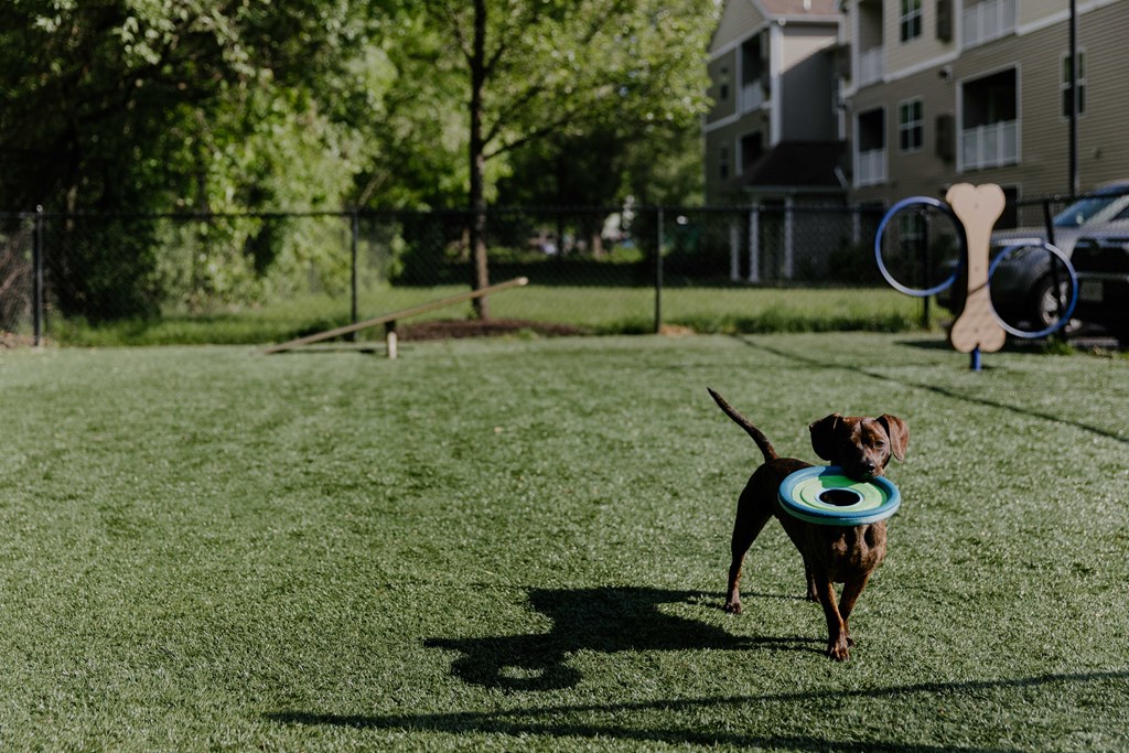 A dog is running with a frisbee in its mouth.