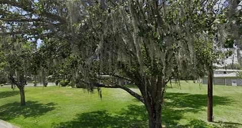 a tree moss on it in a park