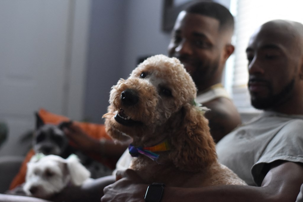 two men with dogs sitting on a couch