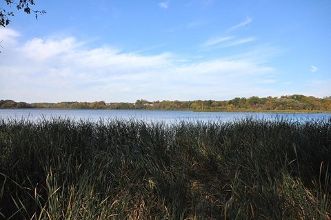 A field of tall grass in the foreground with a body of water and trees in the background.
