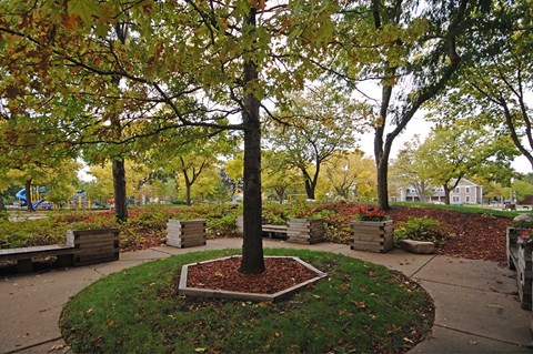 A tree with red leaves is in the middle of a grassy area.