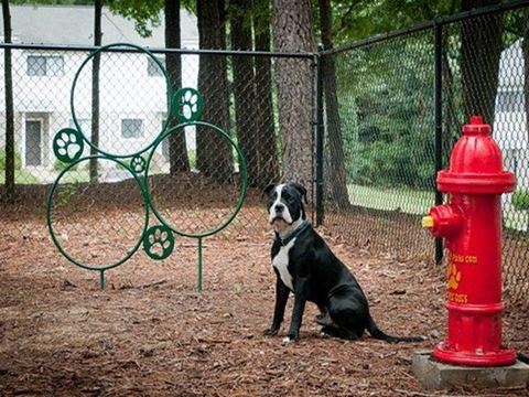 a black and white dog sitting next to a red fire hydrant