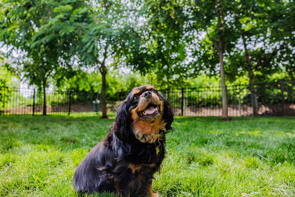A black and tan dog with a shiny coat is sitting in the grass.
