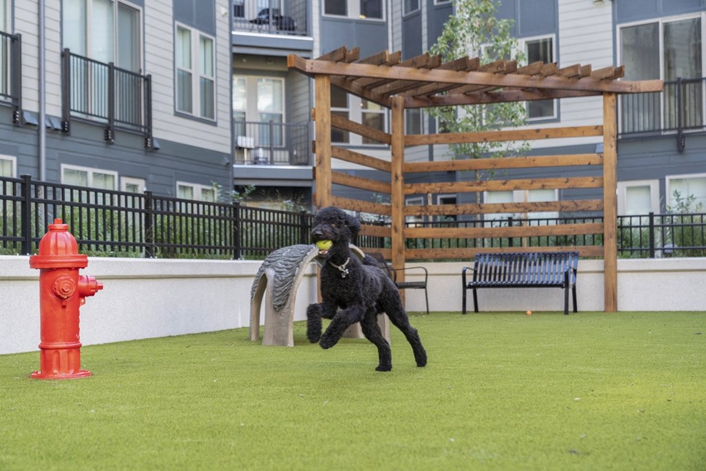 a black dog running with a ball in its mouth