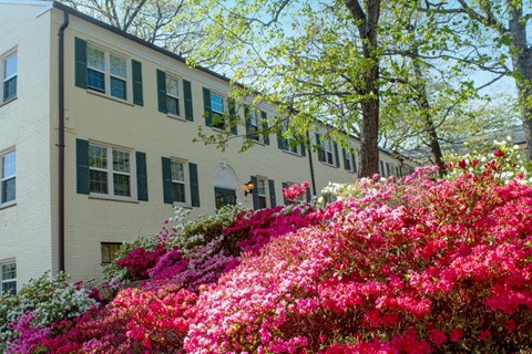 A white building with green shutters and a tree with pink flowers in front.