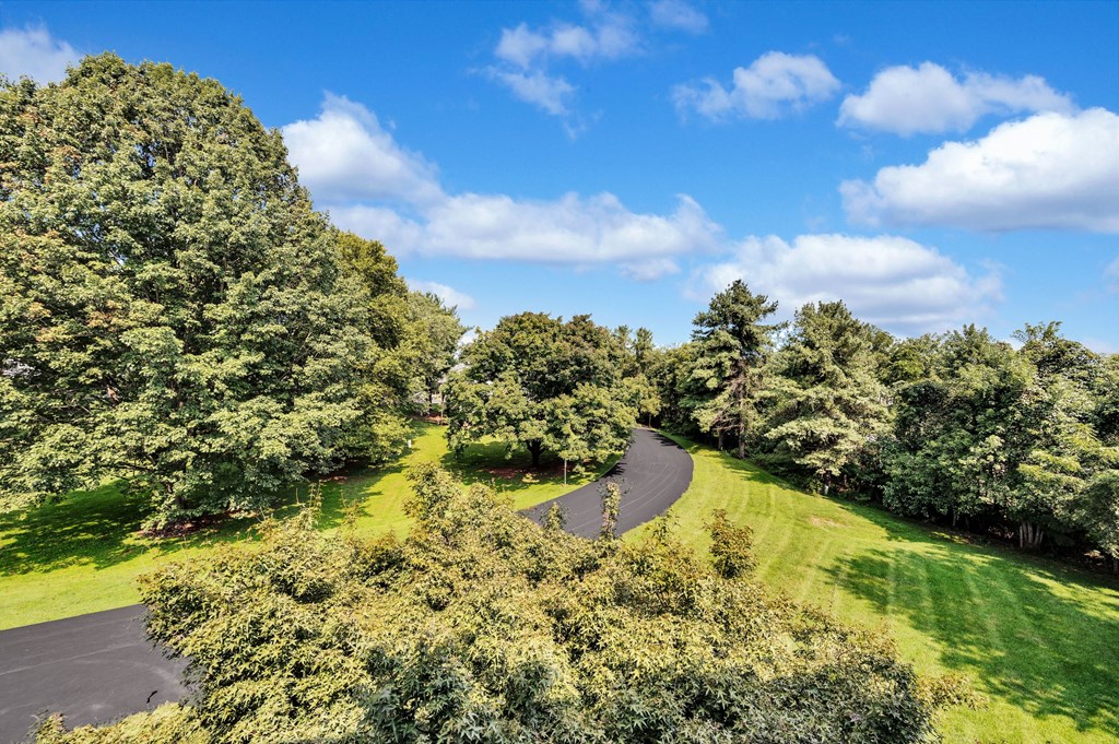 a road through a park with trees on the side of it