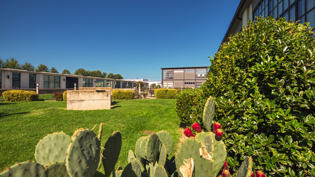 A cactus with red flowers is in the foreground of a building.
