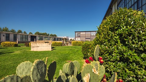 A cactus with red flowers is in the foreground of a building.