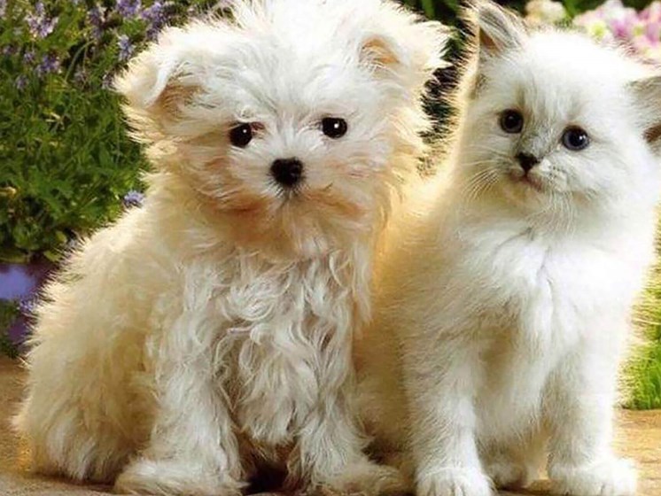 white puppy and kitten sitting down_Northpark at Scott Carver Apartments Miami, FL