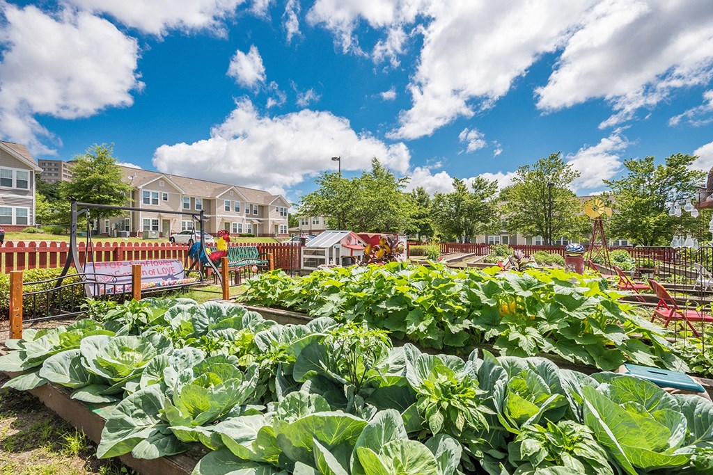 a vegetable garden in a community garden with townhouses in the background Cumberland Manor and Metropolitan Village Apartments and Townhomes in Little Rock, AR.