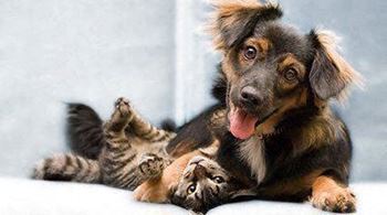 Dog and cat laying down, dog friendly apartments