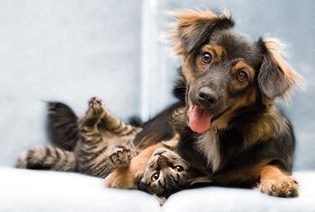 a dog and a cat laying on top of each other