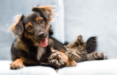 Dog & Cat Image