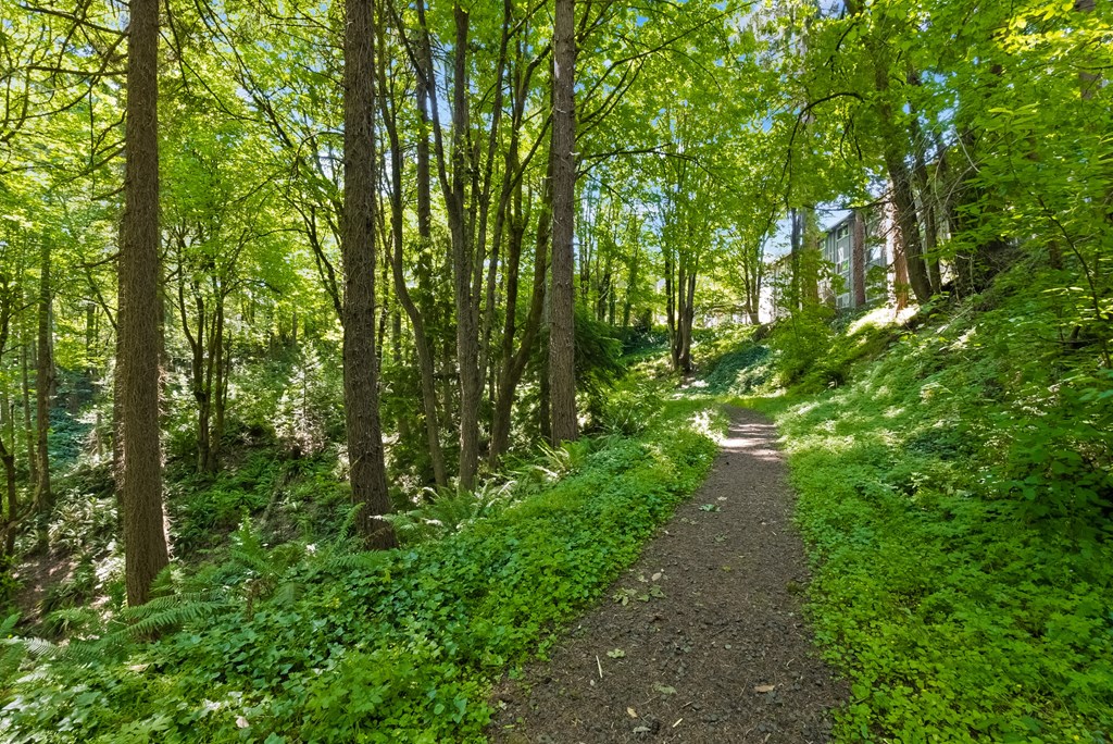 a trail in the woods on a sunny day