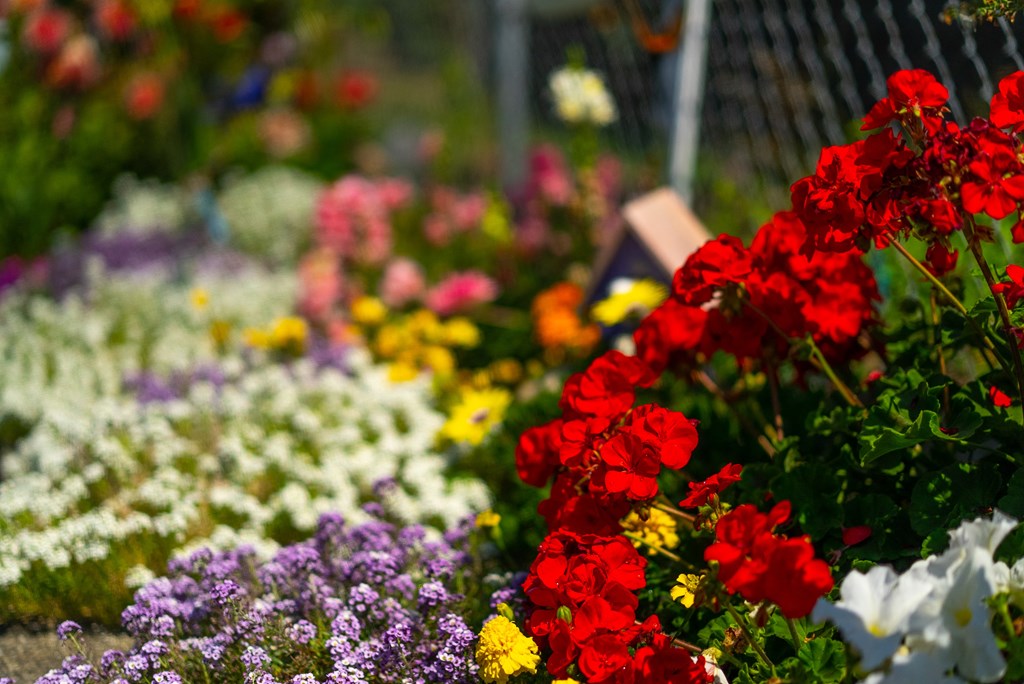 a colorful display of flowers in a garden