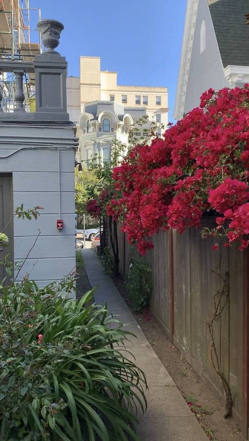 a sidewalk with red flowers next to a fence
