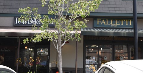 a tree in front of a coffee shop