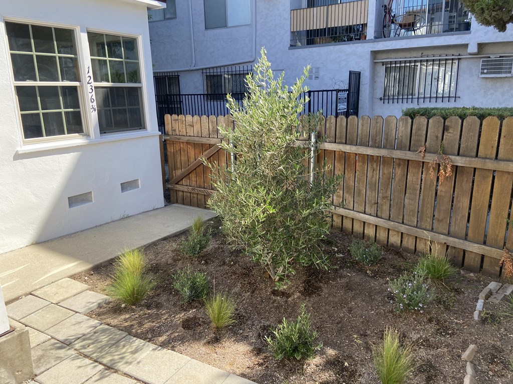 a small tree in a yard next to a fence