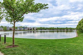 A tree stands in a grassy field next to a lake.