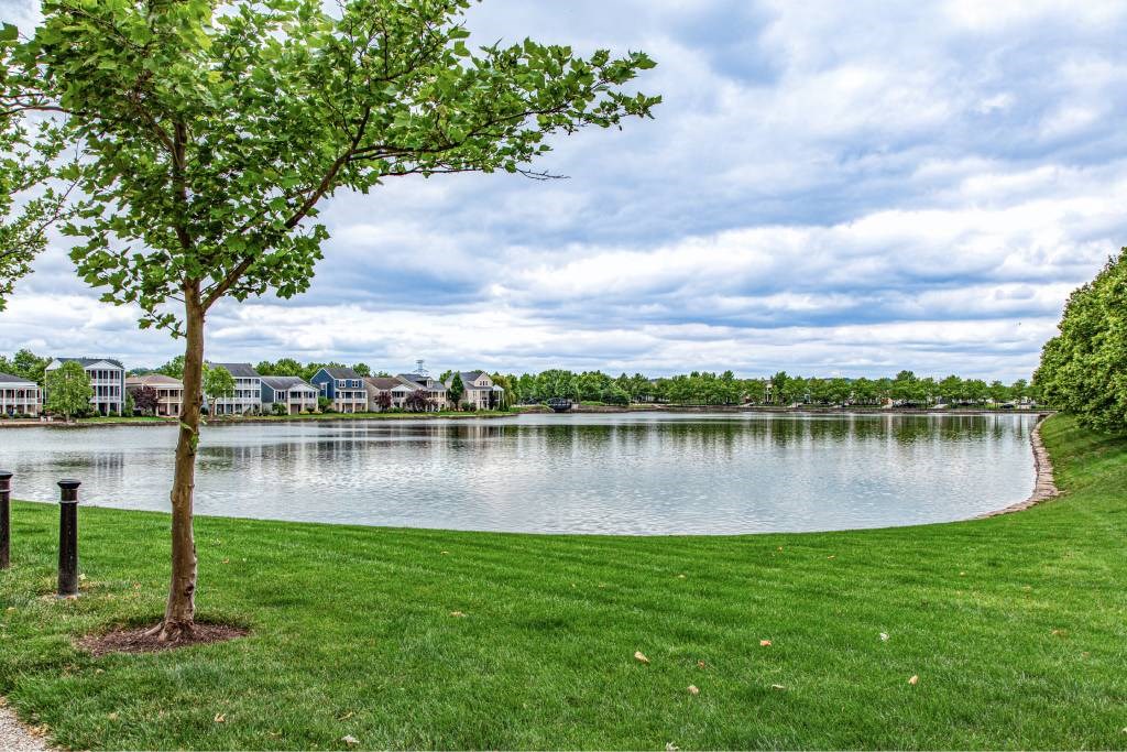 A tree stands in a grassy field next to a lake.