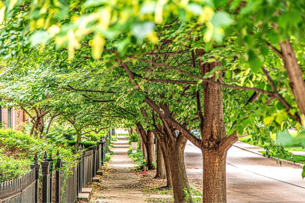 A tree-lined pathway in a park.