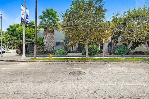 A cracked street with a yellow fire hydrant and trees.