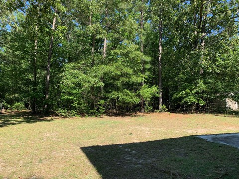 A grassy area with trees in the background.