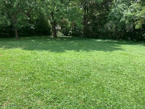 A grassy field with trees in the background.