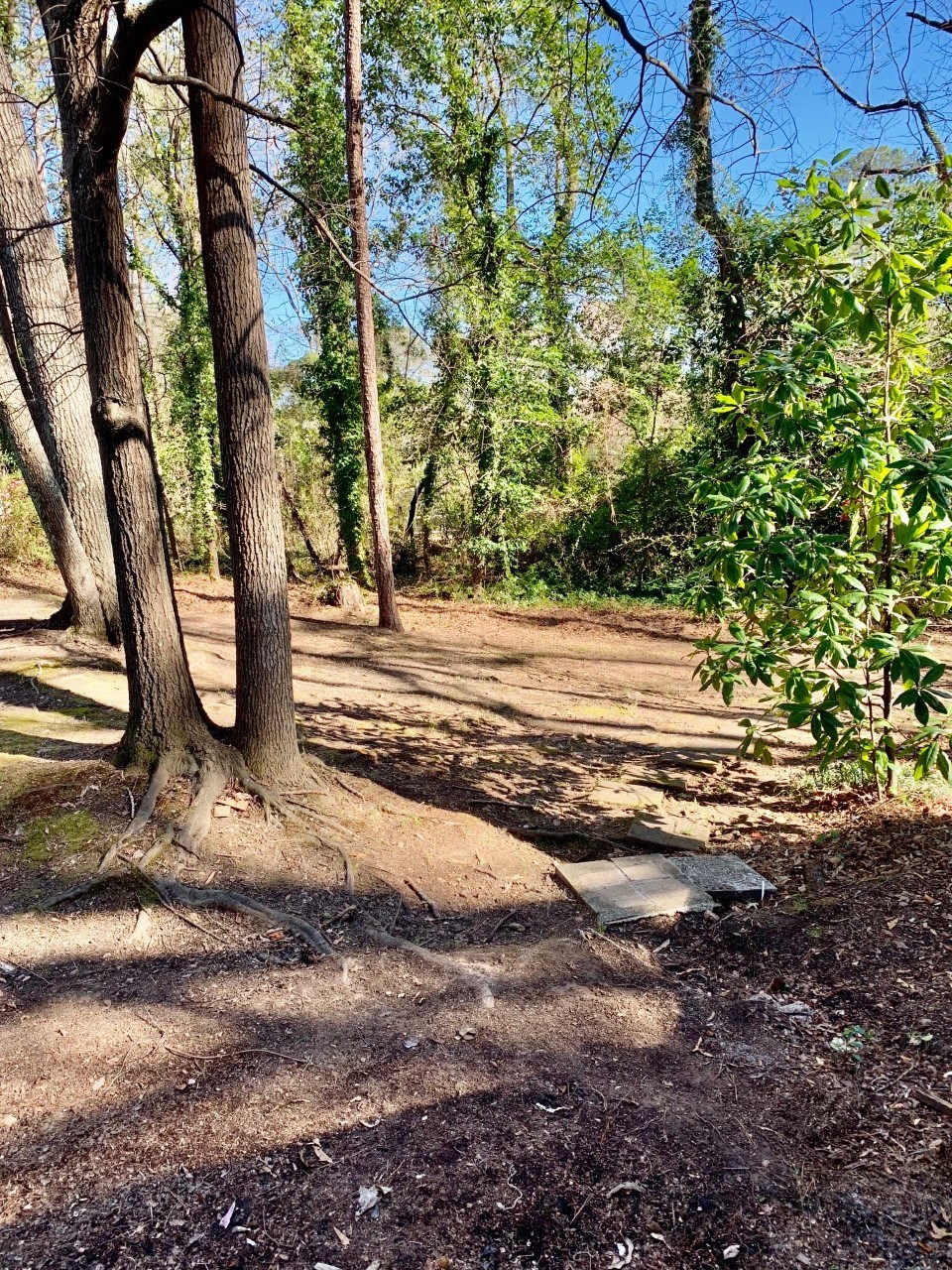 a dirt trail in the woods with trees