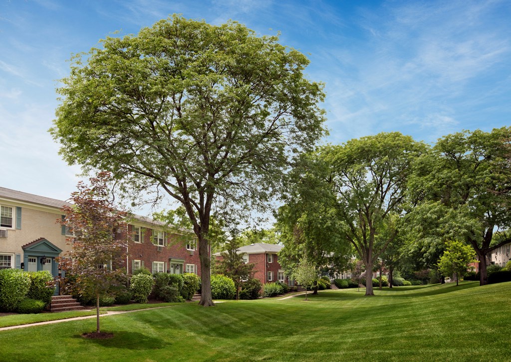 A tree in a grassy area in front of a building at Rivercrest Apartments, Piscataway , New Jersey