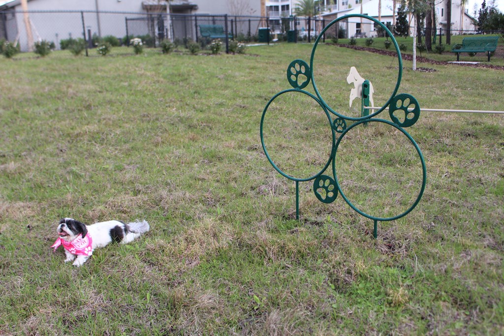 Dog at Bark Park