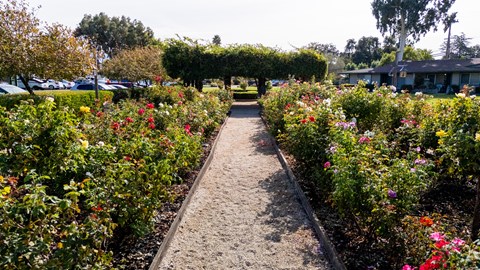 Rose garden path at The Grove at Walnut Creek Apartments in Walnut Creek, CA.