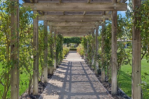 Walkway with a pergola with trees on both sides at Walnut Creek Manor Apartments in Walnut Creek, CA