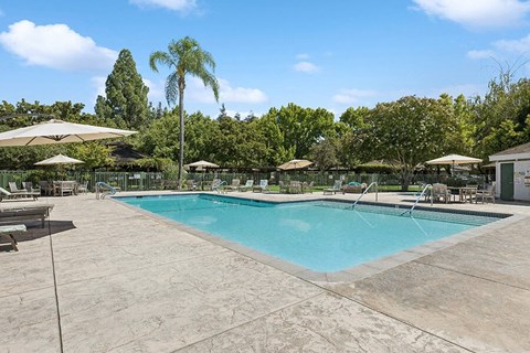Swimming pool with umbrellas and chairs around it at Walnut Creek Manor Apartments in Walnut Creek, CA