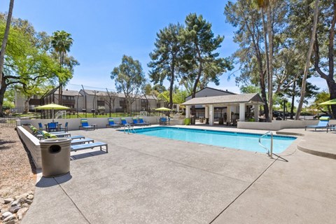 East Tucson, AZ, Pet-Friendly Apartments - Hampton Park - A Swimming Pool With Clear Blue Water, Lounge Chairs With Umbrellas, A Shaded Clubhouse Patio, And Trees.