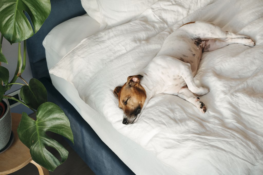 a dog sleeping on a bed next to a plant