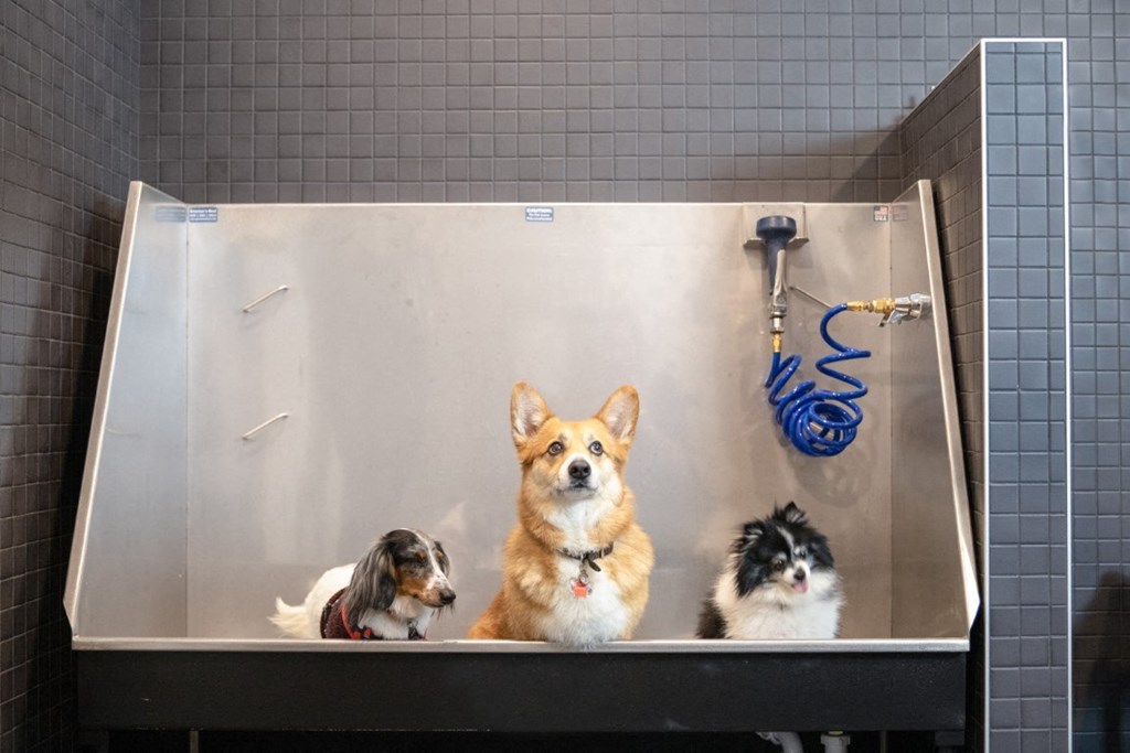 Pet wash and groom station