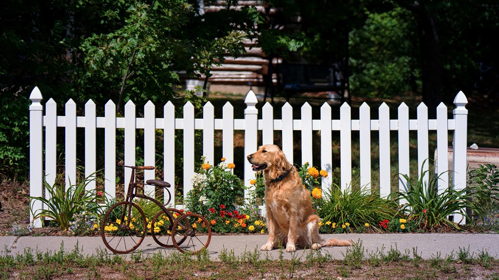 a dog sitting in front of a white fence